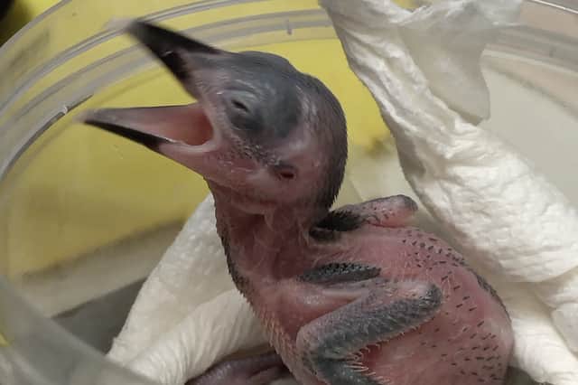 The new arrival is a female, with only 45 other breeding females of the species left (Photo: ZSL/Supplied)