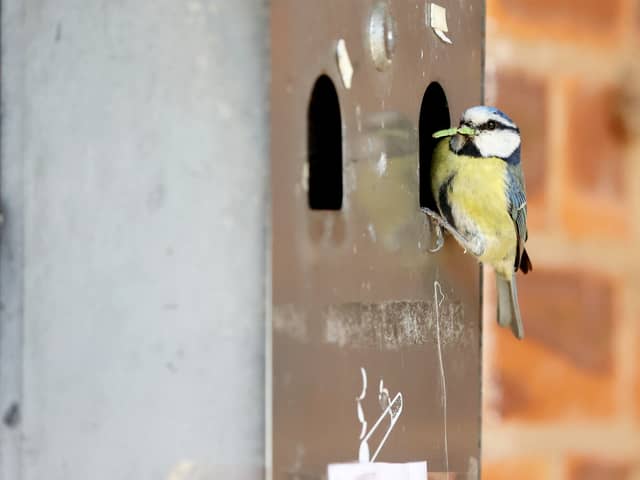 Smokers have been banned from using a village hall ashtray bin after it was taken over - by a family of nesting blue tits.  