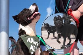 A rescue dog who was badly mistreated after she refused to fight has enjoyed a special outing - on a Cane Corso walk!