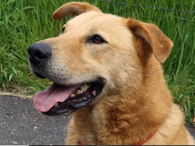 Bear is looking for his forever home after spending 4 years in kennels.