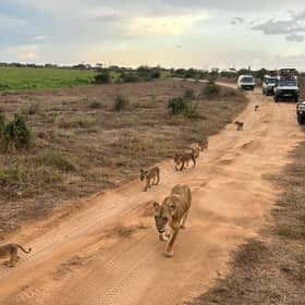 A family of lions passed right by our jeeps (Photo: Amber Allott/NationalWorld)