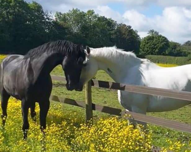 Vida and Quaker, the most seriously injured of the horses, are now enjoying some time off (Photo: HMRC/Twitter)