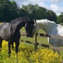 Vida and Quaker, the most seriously injured of the horses, are now enjoying some time off (Photo: HMRC/Twitter)