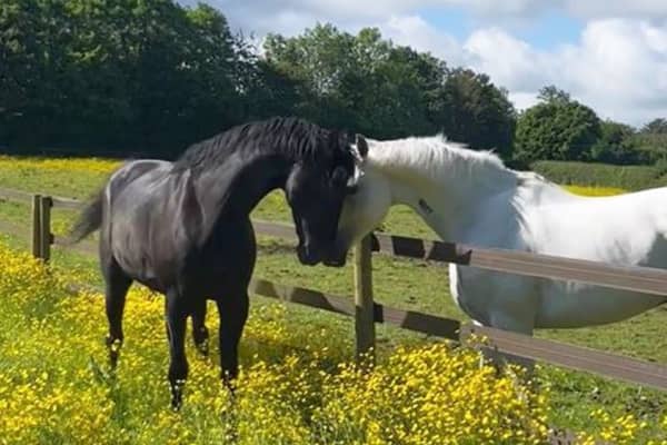 Vida and Quaker, the most seriously injured of the horses, are now enjoying some time off (Photo: HMRC/Twitter)