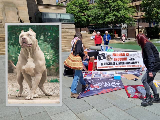Campaigners against the banning of XL Bullies took to the streets of Sheffield. Inset: File picture of an XL Bully. Photo: AdobeStock / National World