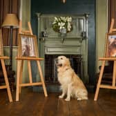 Son of top stud dog, Pierre the Heir, continues guide dog linage