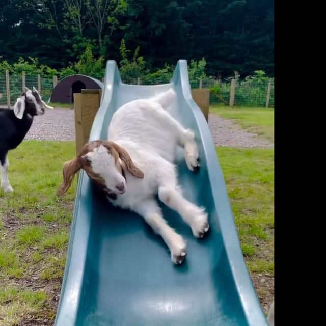 Goats play on a slide at Manorafon Farm Park