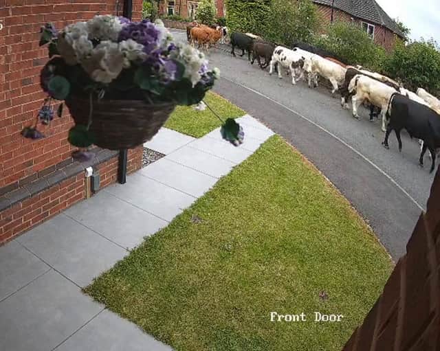 A heard of 45 cows escaped to explore the streets of Ripon. 