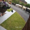 A herd of 45 cows escaped to explore the streets of Ripon. 
