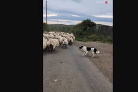 Clever sheepdog springs into action when herd of sheep loses its way