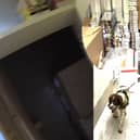 Police sniffer dog finds secret hidden room packed with illicit tobacco belonging to criminal gang