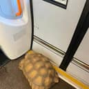 The escaped tortoise enjoyed a short train ride after being found on the tracks