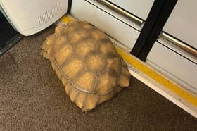 The escaped tortoise enjoyed a short train ride after being found on the tracks