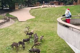 A herd of 12 reindeer have joined Dudley Zoo - and Santa, dressed in his summer attire, was there to launch the special enclosure.