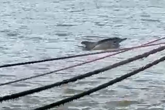 Dolphin spotted in the River Thames