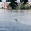 A dolphin in the River Thames near London's Putney Bridge on Thursday. Two dolphins have now been found dead Picture: Mary Tester/PA Wire 