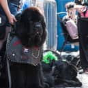 Punk dogs of Rebellion festival