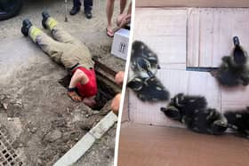 Firefighters successfully rescued the ducklings and reunited them with their mother.