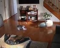 Naughty cats trash the house - but are caught on Ring Camera