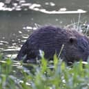 Beavers and their young in Paradise Fields in Ealing, west London.