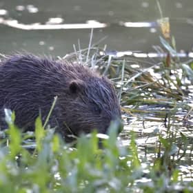 Beavers and their young in Paradise Fields in Ealing, west London.