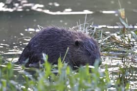 Beavers and their young in Paradise Fields in Ealing, west London.