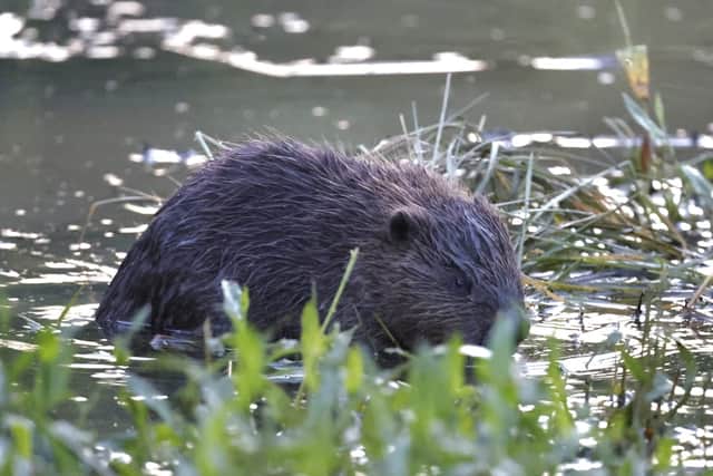 Beavers and their young in Paradise Fields in Ealing, west London.