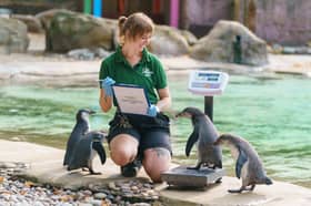 Penguin keeper Jessica Ray weighs Humboldt penguin, Swiftie, at London Zoo 