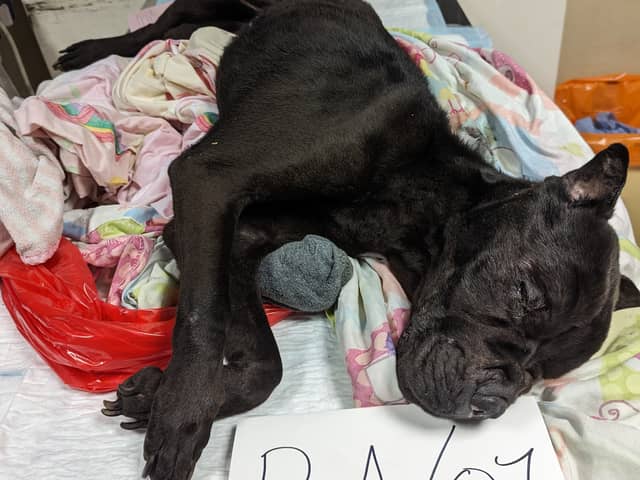 Bella was starved to death, and found to have chewed up toothbrushes in stomach, after RSPCA found her body