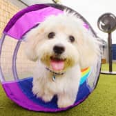 Shark is supporting Battersea Dogs and Cats Home as it celebrates and champions rescue dogs and cats across the UK