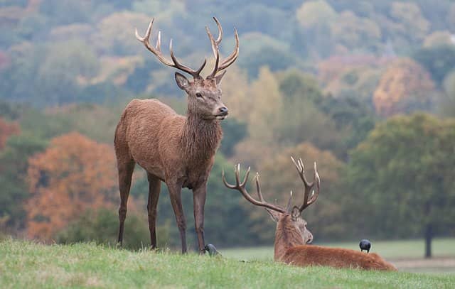 The autumn is a great time to try and spot the deer in Richmond Park in London