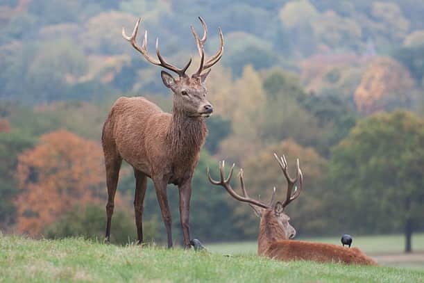 The autumn is a great time to try and spot the deer in Richmond Park in London
