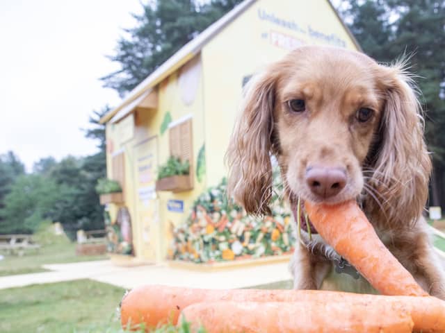 Plenty of cuddles, belly rubs and healthy treats are the top ways dog owners ensure the happiness of their furry companions.