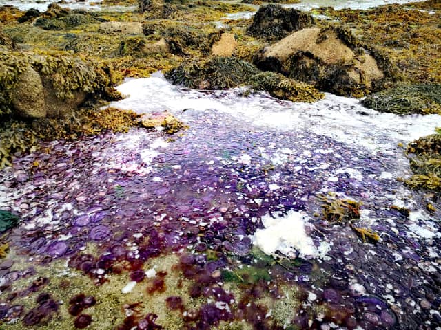 Hundreds of thousands of rare purple jellyfish have washed up on on a British beach.
