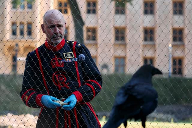 Tower of London's new Ravenmaster Yeoman Warder Barney Chandler prepares to feed ravens at the Tower of London on July 29, 2024