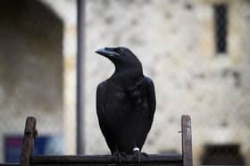 The Ravens at the Tower of London have a long-standing and interesting history 