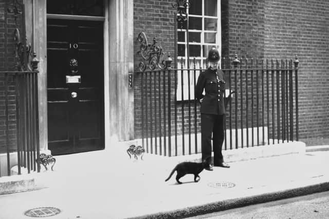 A police officer looks down at a passing cat as he stands guard before the door to 10 Downing Street