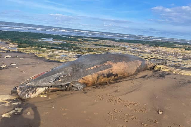 The whale washed up on the beach.