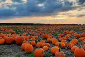 The Milton Maze Pumpkin Patch is home to over 60,000 pumpkins