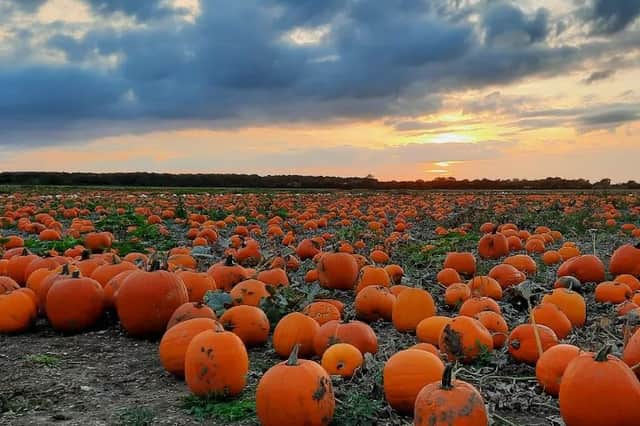 The Milton Maze Pumpkin Patch is home to over 60,000 pumpkins