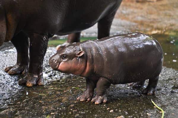 Moo Deng has captured the hearts of the world after going viral on the internet 