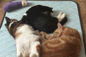 Precious Paws Cat Rescue is seeking a forever home for 25 cats before Christmas
