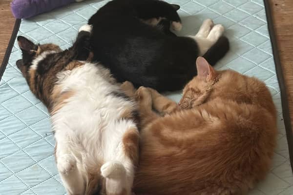 Precious Paws Cat Rescue is seeking a forever home for 25 cats before Christmas