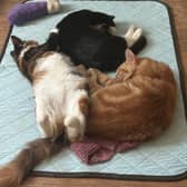 Precious Paws Cat Rescue is seeking a forever home for 25 cats before Christmas