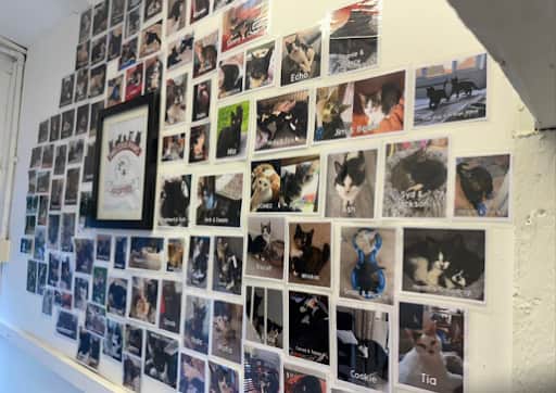 The cat rescue centre has rehomed between 400 and 450 cats in the last five years