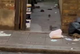 Video grab of a rat infested alleyway off Franciscan Road in Tooting, south London. October 2 2024. 