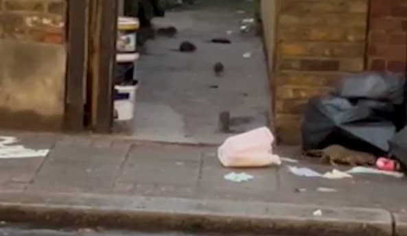 Video grab of a rat infested alleyway off Franciscan Road in Tooting, south London. October 2 2024. 