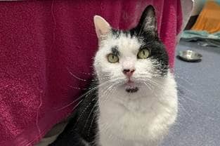 Adorable Daphne is hoping she will find her purrrfect match soon! 