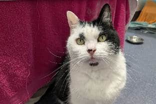Adorable Daphne is hoping she will find her purrrfect match soon!