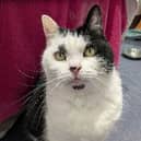 Adorable Daphne is hoping she will find her purrrfect match soon! 